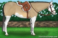 Horse Color:Buckskin Dun Splash 