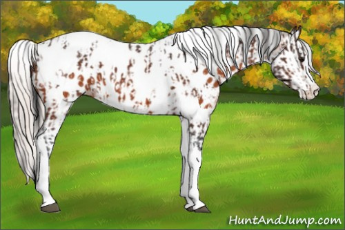 Horse Color:Bay Splash Tobiano Near Leopard  and Silver Bay Splash Tobiano Near Leopard 