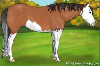 Horse Color:Bay Splash 