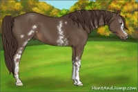Horse Color:White Spotted Liver Chestnut 