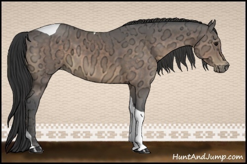 Horse Color:Buckskin Ice Tobiano 
