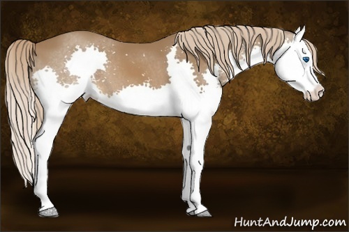 Horse Color:Chestnut Splash 