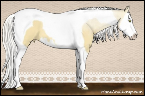 Horse Color:Silver Buckskin Dun Splash Tobiano Varnish