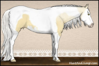 Horse Color:Silver Buckskin Dun Splash Tobiano Varnish