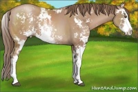 Horse Color:Black Pearl Sabino 