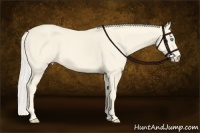 Horse Color:Cremello 