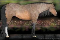 Horse Color:Buckskin 
