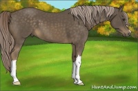 Horse Color:Chocolate Palomino 
