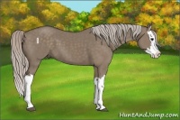 Horse Color:Silver Grullo Splash