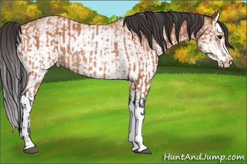 Horse Color:Bay Roan Rabicano  and White Spotted Bay Roan Splash Rabicano 