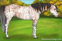 Horse Color:Bay Roan Rabicano  and White Spotted Bay Roan Splash Rabicano 