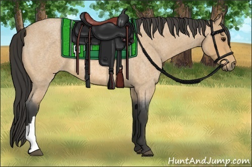 Horse Color:Buckskin Roan 