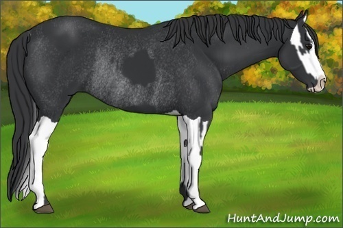 Horse Color:Black Splash and Black Splash Rabicano