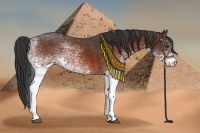 Horse Color:White Spotted Bay 