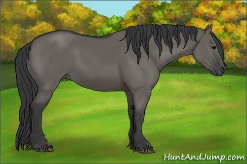 Horse Color:Grullo