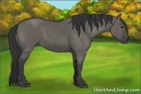Horse Color:Grullo