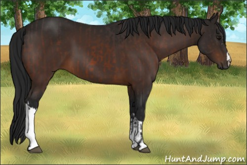 Horse Color:Brown  and Gray Brown 
