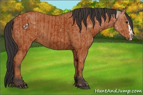 Horse Color:Bay  and Bay Splash 