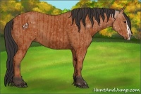 Horse Color:Bay  and Bay Splash 