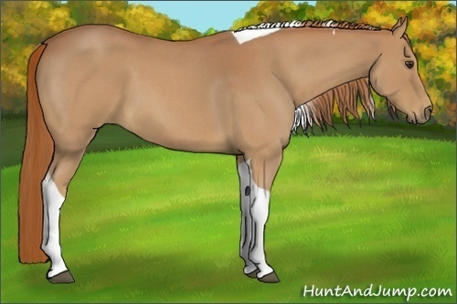 Horse Color:Red Roan Tobiano 