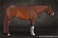 Horse Color:Chocolate Bay 