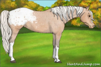 Horse Color:Silver Bay Appaloosa 