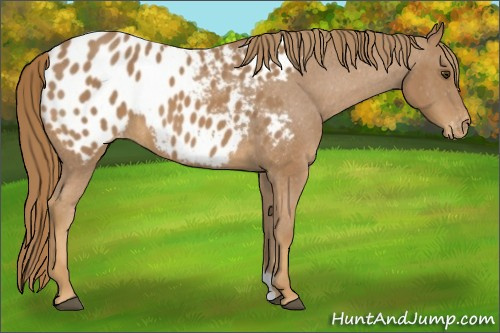 Horse Color:Chestnut Appaloosa 