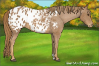 Horse Color:Chestnut Appaloosa 