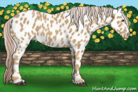 Horse Color:Palomino Leopard