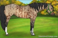 Horse Color:Bay  and Bay Dun 
