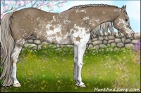 Horse Color:Chocolate Palomino Sabino Rabicano