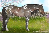 Horse Color:White Spotted Liver Chestnut Rabicano