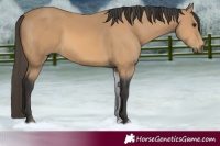 Horse Color:Buckskin 