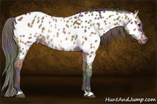 Horse Color:Nacre Bay Appaloosa Rabicano 