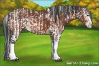 Horse Color:Bay Sabino Rabicano and Bay Sabino