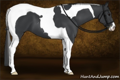 Horse Color:Black Sabino Tobiano