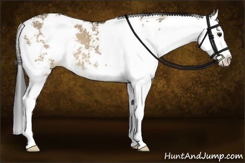 Horse Color:Brown Dun Sabino Splash Rabicano