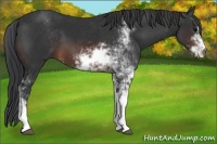 Horse Color:Brown Sabino