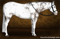 Horse Color:Brown Sabino Rabicano