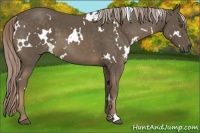 Horse Color:White Spotted Chocolate Palomino