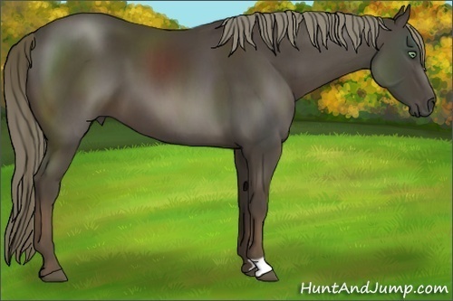 Horse Color:Liver Chestnut 
