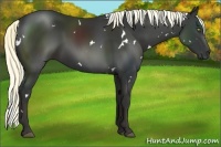 Horse Color:White Spotted Liver Chestnut 