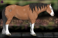 Horse Color:Bay Splash 