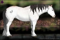 Horse Color:White Spotted Bay Splash