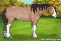 Horse Color:Bay Splash