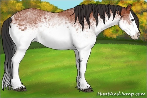 Horse Color:White Spotted Bay Splash 