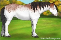 Horse Color:White Spotted Bay Splash