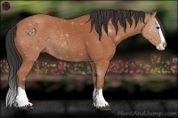 Horse Color:Bay Splash 