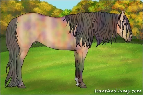 Horse Color:Nacre Bay Dun