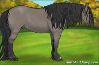 Horse Color:Grullo